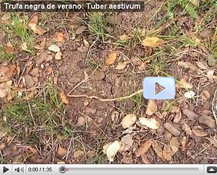 Grieta de una trufa de verano: Tuber aestivum